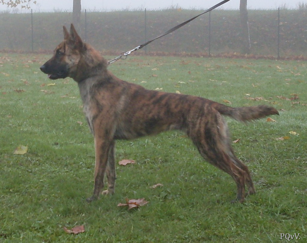  Guanash of Halloween